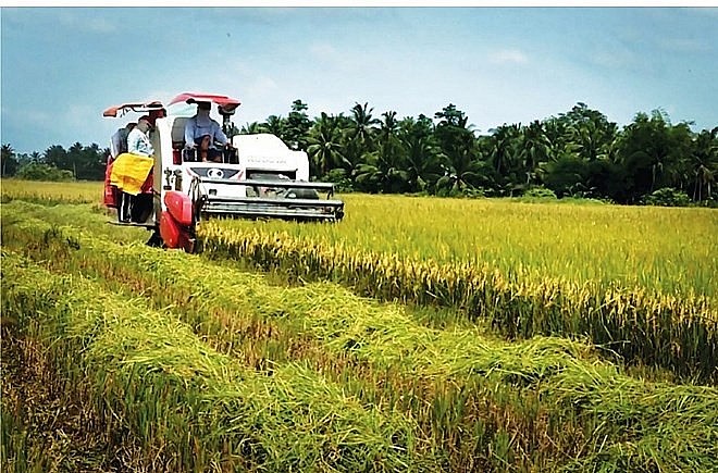Với nguồn cung ổn định, dự báo xuất khẩu gạo của Việt Nam sẽ đạt 8 triệu tấn trong năm 2023. Ảnh: Tân Long