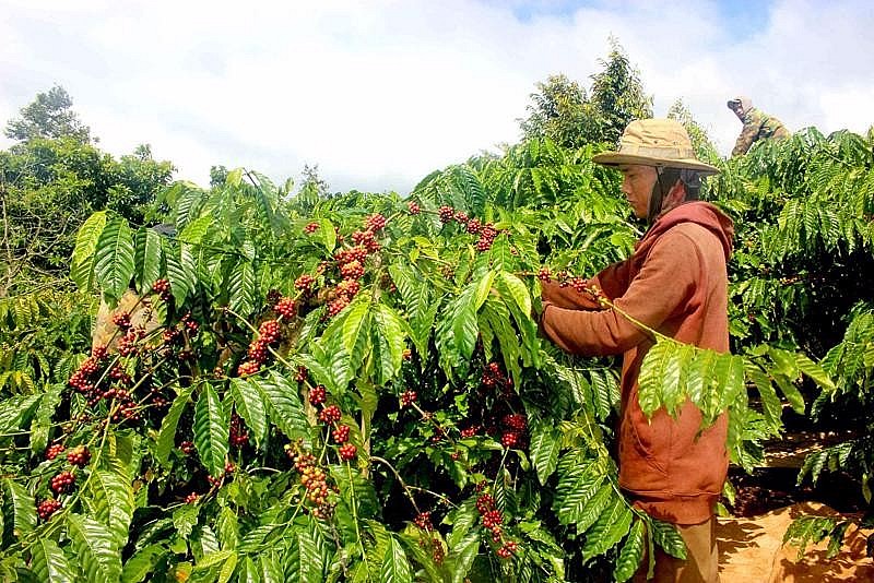 Giá cà phê mới nhất ngày 23/1/2024: Thị trường cà phê trong nước duy trì đà tăng, từ 400 – 500 đồng/kg