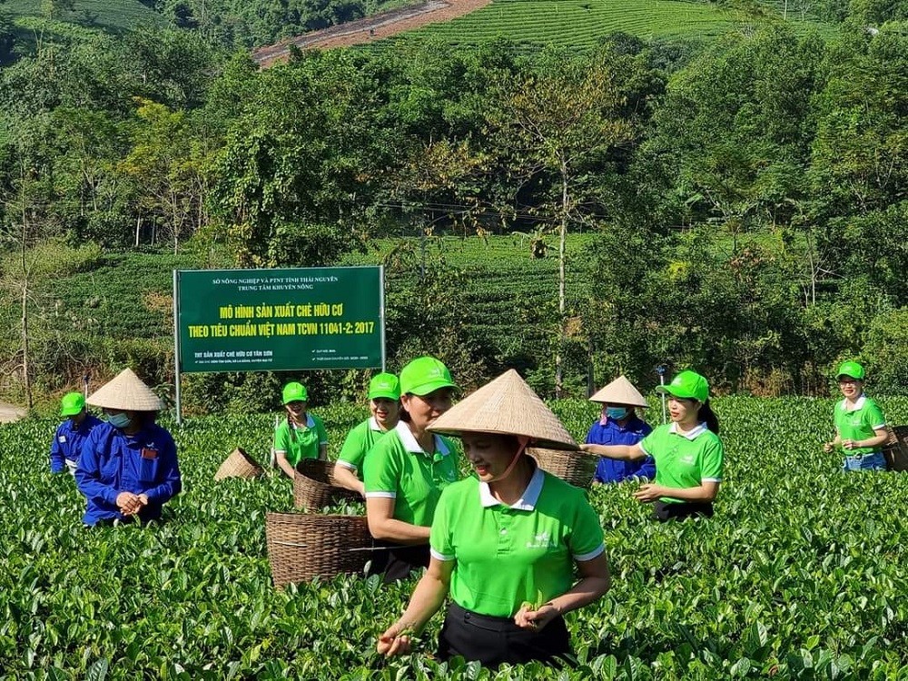 Hợp tác xã làm du lịch ở xứ “đệ nhất danh trà”