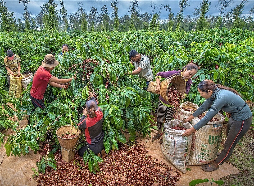 Thị trường cà phê trong nước