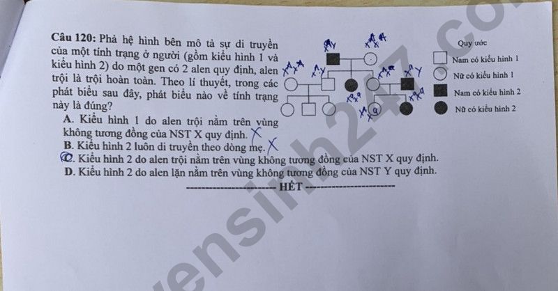 Dap an de thi mon Sinh - ma de 216 tot nghiep THPT 2024