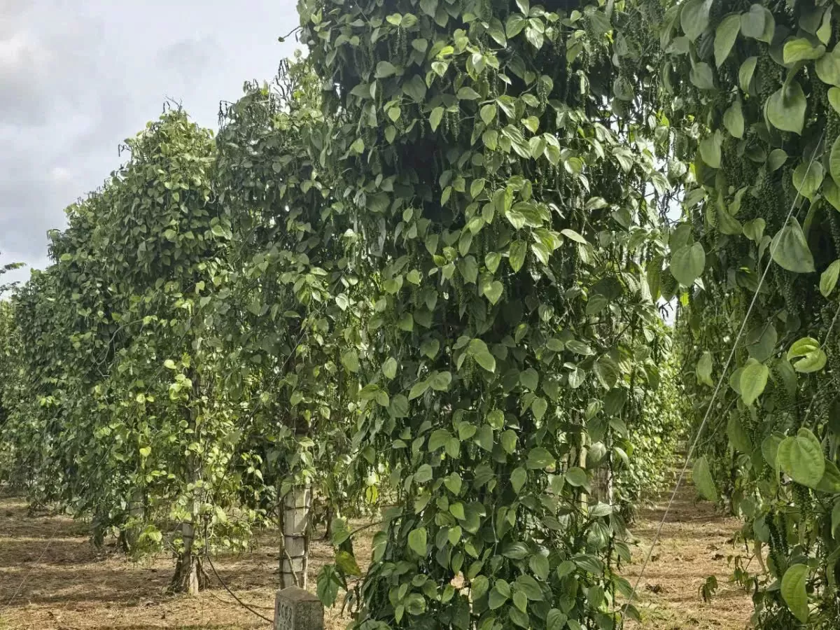 Giá hồ tiêu đang trên đà tăng trở lại sau một thời gian dài trầm lắng