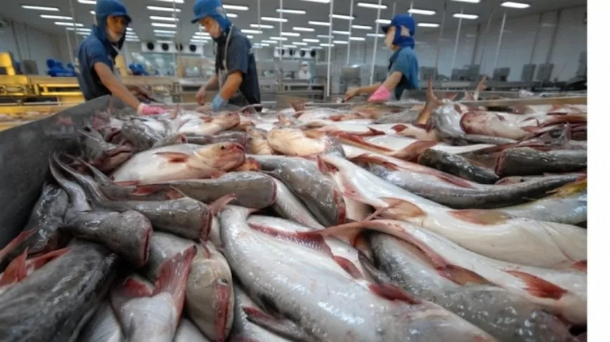 Ngành cá tra Việt Nam sẵn sàng chinh phục cột mốc mới