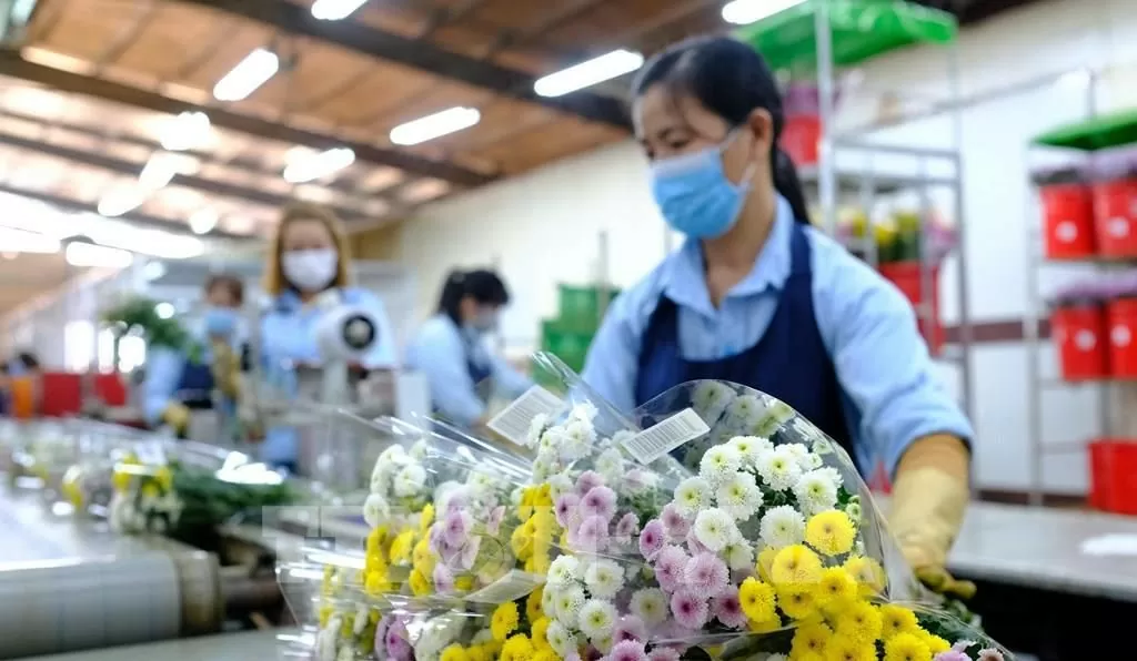 tạo dựng thương hiệu và mở rộng thị trường xuất khẩu hoa, Việt Nam cần có những giải pháp đồng bộ chuyển đổi sang sản xuất hoa an toàn