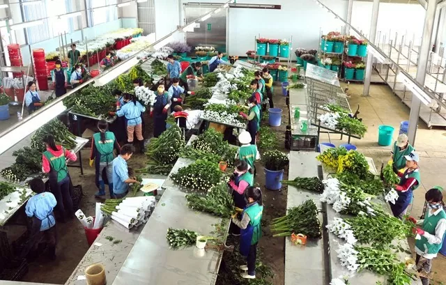Phân loại hoa trước khi xuất khẩu. Ảnh: Sơn Nam