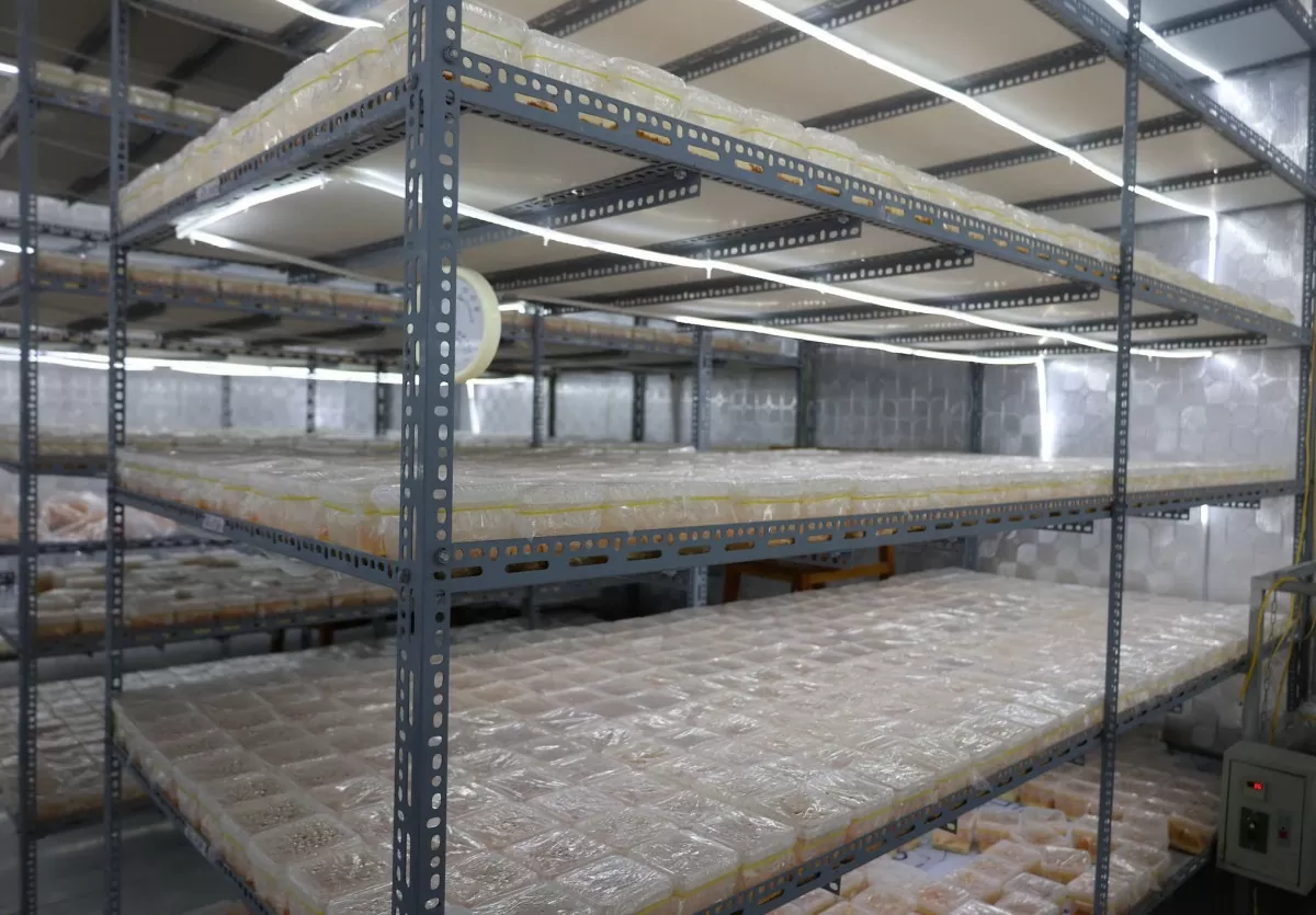 Bà con dân tộc thoát nghèo nhờ trồng nấm công nghệ