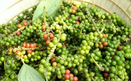 Giá tiêu xuất khẩu tăng mạnh, kim ngạch vượt 500 triệu USD