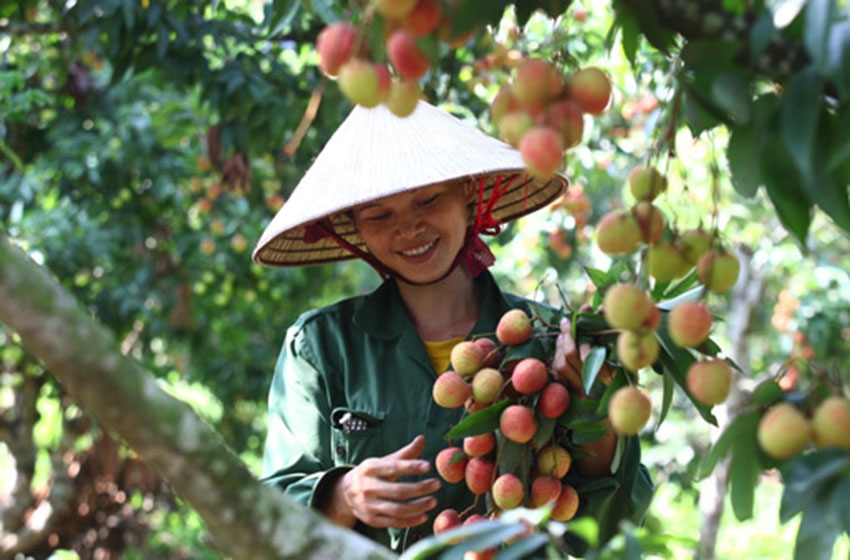 Sàn thương mại Sendo dự kiến tiêu thụ 12 tấn vải thiều Thanh Hà