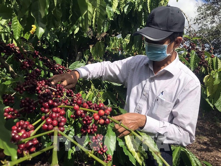 Cục Xúc tiến thương mại thực hiện nhiều hoạt động hỗ trợ doanh nghiệp đưa cà phê Việt tiến sâu vào thị trường Châu Phi