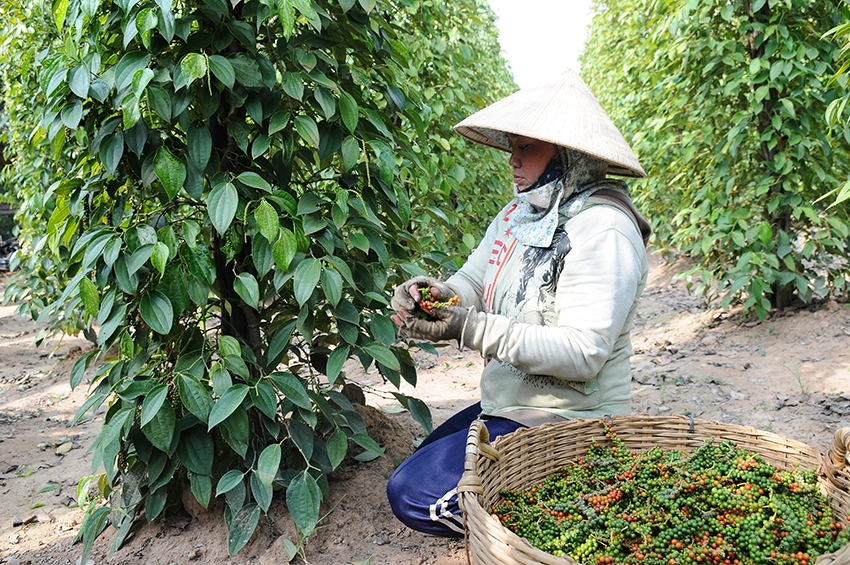 Thị trường gia vị, hương liệu: Nhiều cơ hội hợp tác cho doanh nghiệp Việt Nam - Ấn Độ