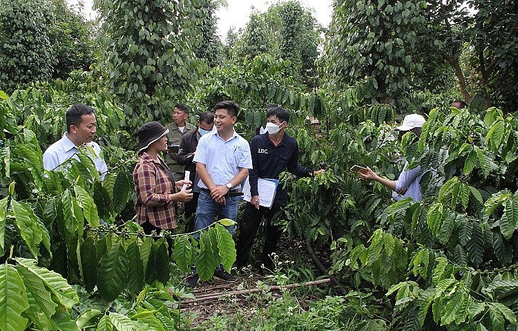 Hướng đến mô hình sản xuất cà phê bền vững