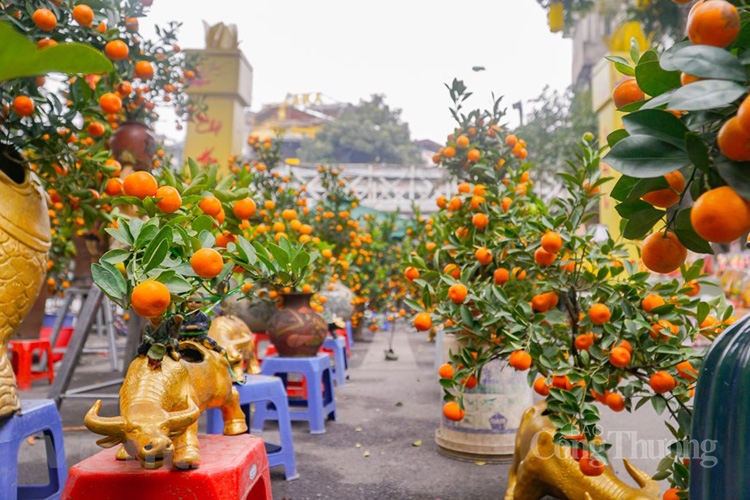 Những loại hoa “sốt” ngày cận Tết