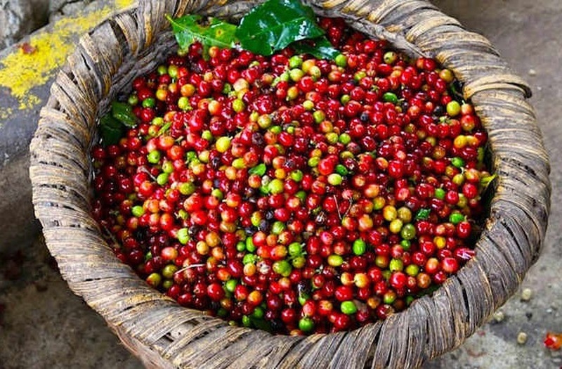 Giá cà phê hôm nay 28/4: Đồng loạt tăng mạnh
