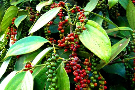 Giá tiêu hôm nay 27/2: Đồng loạt tăng mạnh, áp sát mốc 60.000 đồng/kg 0645-gia-tieu-hom-nay-20-7