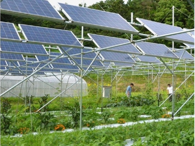 Tận dụng hiệu quả mô hình điện mặt trời kết hợp với sản xuất nông nghiệp