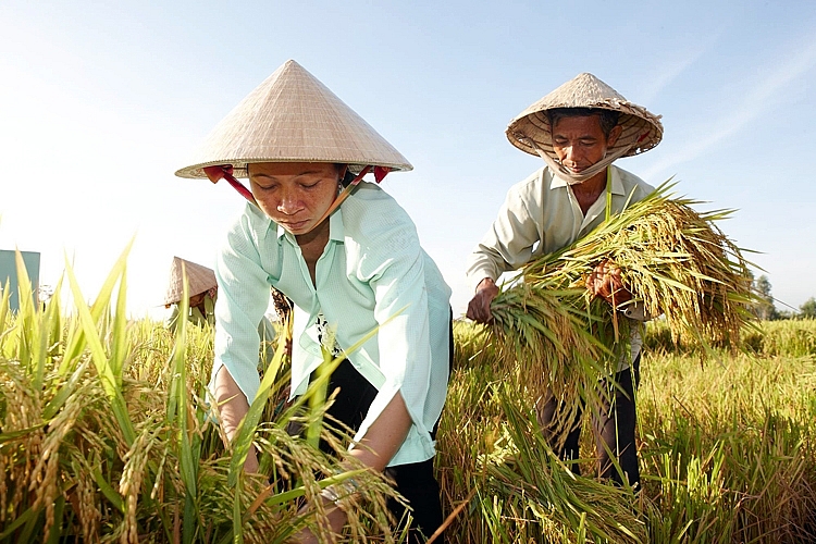 Dự án toàn cầu của Bayer hỗ trợ nông hộ nhỏ trước đại dịch Covid-19 du an toan cau cua bayer ho tro nong ho nho truoc dai dich covid 19