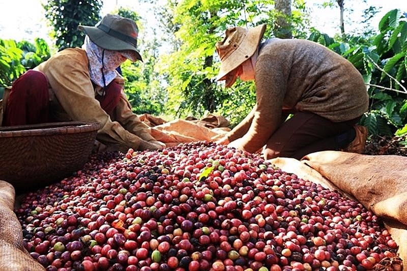 Xuất khẩu cà phê sang Hoa Kỳ: Giảm lượng, tăng “chất”