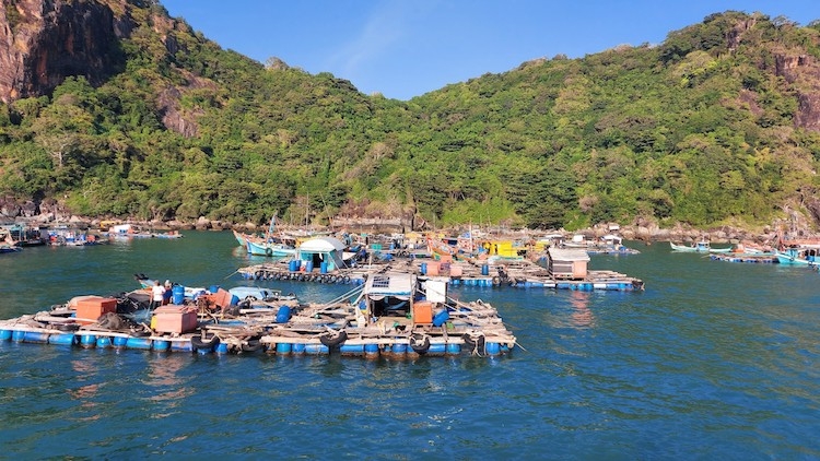Các bè cá bớp của cư dân được nuôi quanh khu vực đảo Hòn Chuối