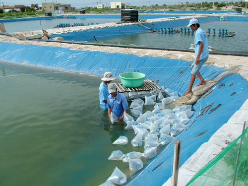 Tăng cường quản lý chất lượng tôm giống