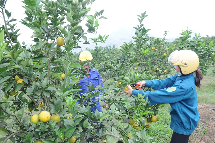 nhan rong mo hinh san xuat kinh doanh nong san thuc pham sach dam bao an toan