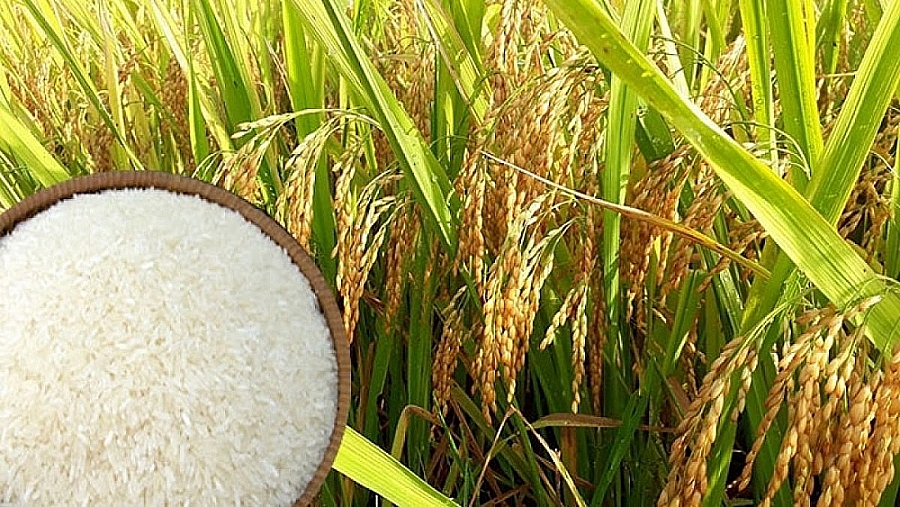 Giá lúa gạo hôm nay 19/1: Giá lúa tiếp tục đi ngang, giá gạo xu hướng giảm
