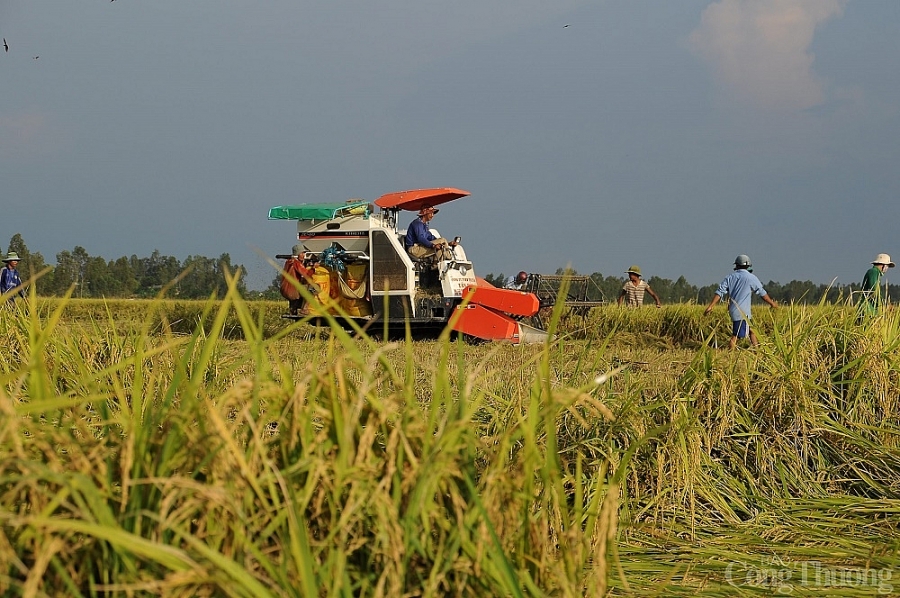 Giá lúa gạo hôm nay 5/6: Giá gạo nội địa giảm 200 đồng