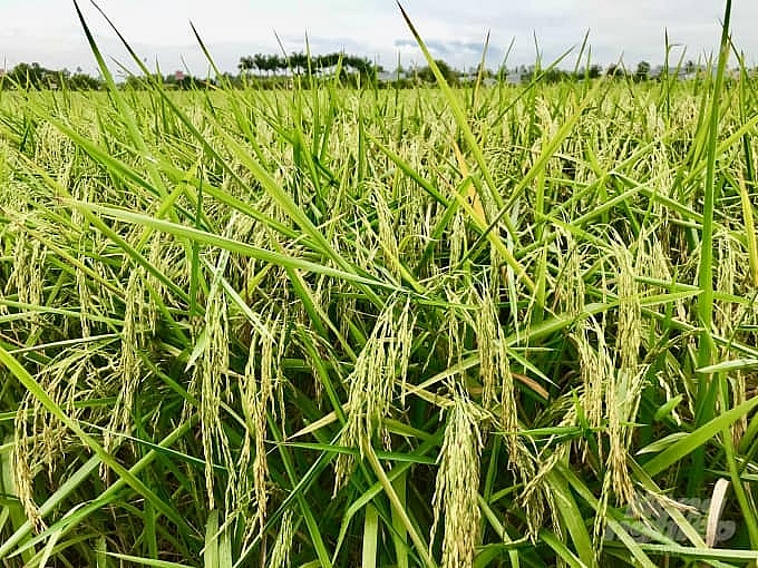 Giá lúa gạo hôm nay 8/3: Đầu tuần giá gạo trong nước giảm mạnh 700 đồng/kg