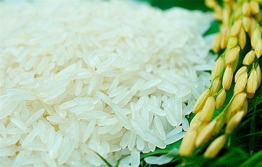 Giá lúa gạo hôm nay 24/11: Giá lúa quay đầu giảm 100 đồng/kg