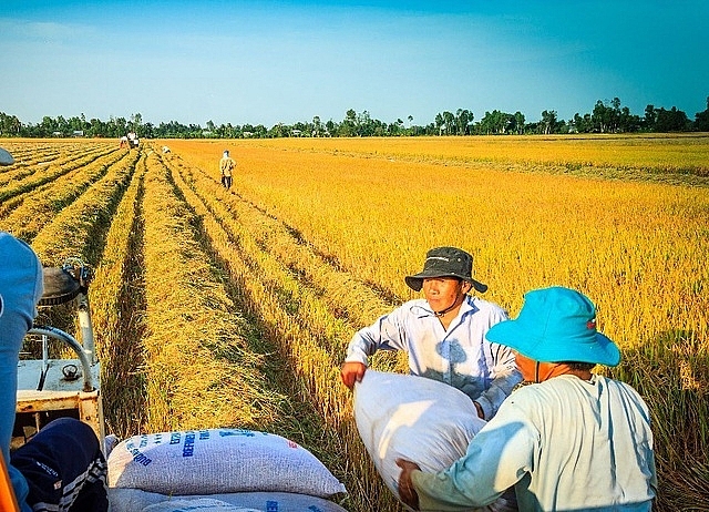 Giá lúa gạo hôm nay 26/8: Giá lúa tiếp tục tăng nhẹ