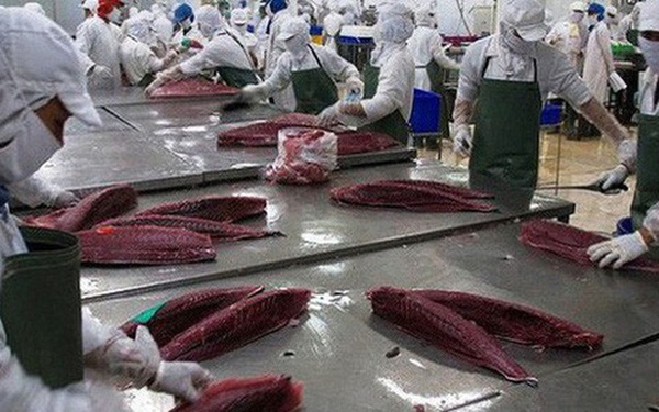 Xuất khẩu cá ngừ tăng mạnh 50% trong tháng 4/2021