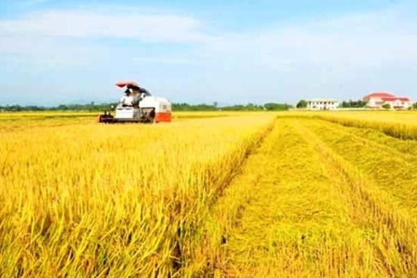Giá lúa gạo hôm nay 4/6: Giá gạo tiếp tục giảm nhẹ