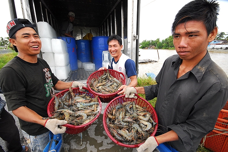 trien vong tich cuc trong xuat khau tom