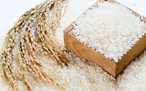 Giá lúa gạo hôm nay 7/1: Giá lúa gạo trong nước và xuất khẩu bật tăng