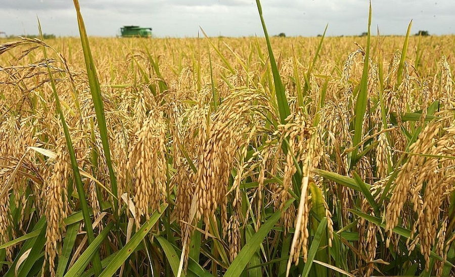 Giá lúa gạo hôm nay 15/3: Giá lúa gạo xu hướng tăng trở lại