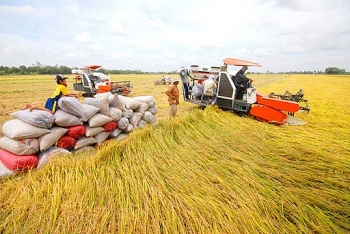 Giá lúa gạo hôm nay 23/3: Giá lúa Đài thơm 8 tăng, giá gạo ổn định