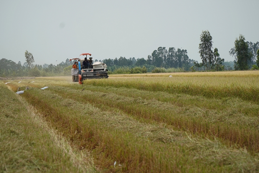 Giá lúa gạo hôm nay 19/11: Giá lúa giảm thêm 200 đồng, giá gạo tăng