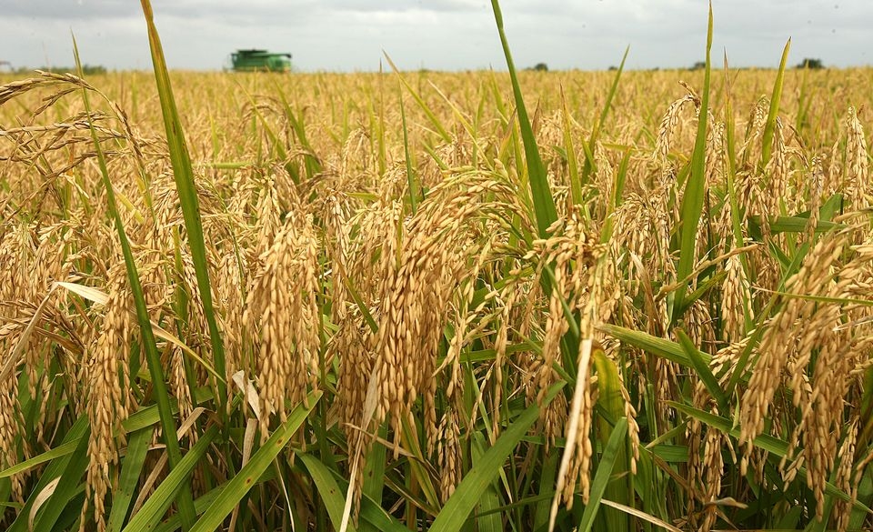 Giá lúa gạo hôm nay 27/4: Giá lúa gạo ổn định