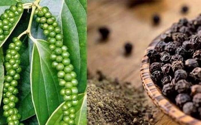 Giá tiêu hôm nay 5/6: Cao nhất tại Bà Rịa Vũng Tàu