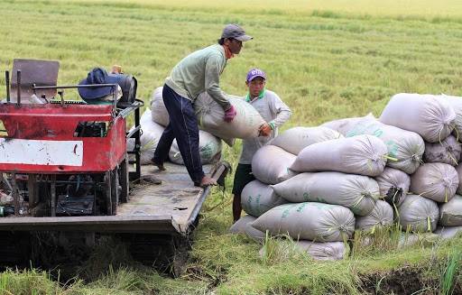 Giá lúa gạo hôm nay 28/4: Giá lúa gạo tăng 100 – 200 đồng/kg