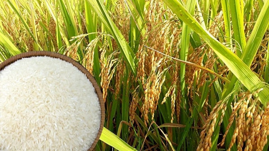 Giá lúa gạo hôm nay 3/5: Nguồn lúa Đông Xuân cạn đồng, giá ổn định