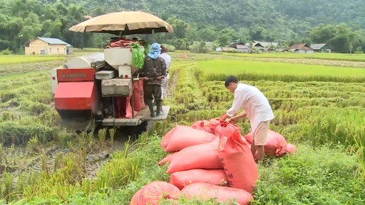 Giá lúa gạo hôm nay 6/6: Giá gạo tiếp tục tăng 50 đồng/kg