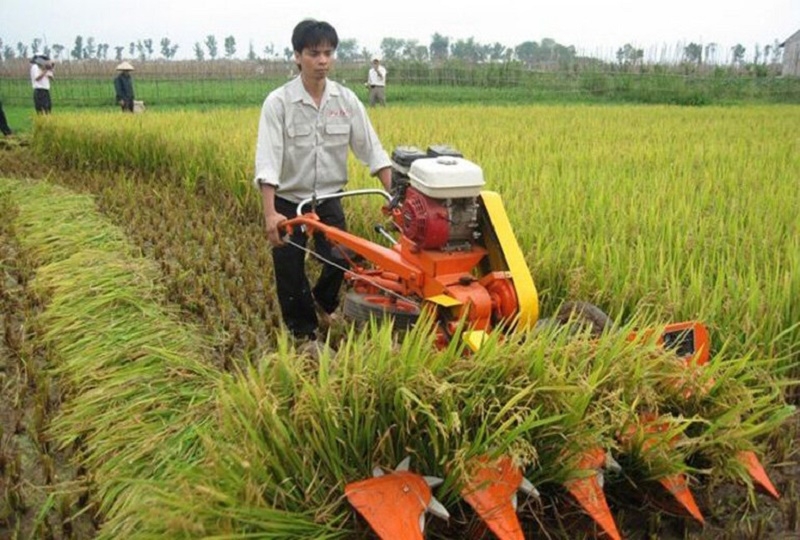 Giá lúa gạo hôm nay 17/6: Giá gạo duy trì ở mức 8.400 – 8.850 đồng/kg