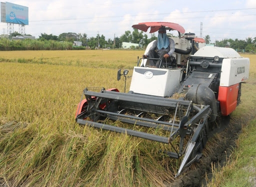 Giá lúa gạo hôm nay 14/11: Duy trì ổn định, giao dịch sôi động phiên đầu tuần