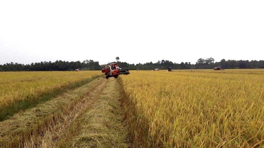 Giá lúa gạo hôm nay: Nguồn cung giảm, giá lúa hè thu neo ở mức cao