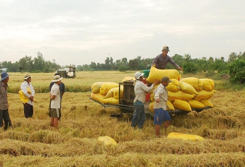 Giá lúa gạo hôm nay 27/6: Giá lúa giảm 100 đồng/kg tại Đồng Tháp, Bến Tre