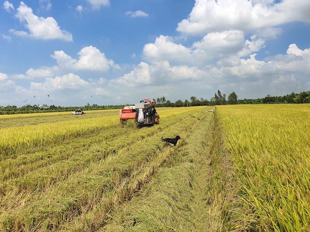 Giá lúa gạo hôm nay 16/9: Thị trường trong nước chững lại, xuất khẩu sôi động