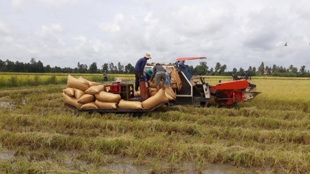 Giá lúa gạo hôm nay 18/11: Giá gạo tiếp tục đà giảm