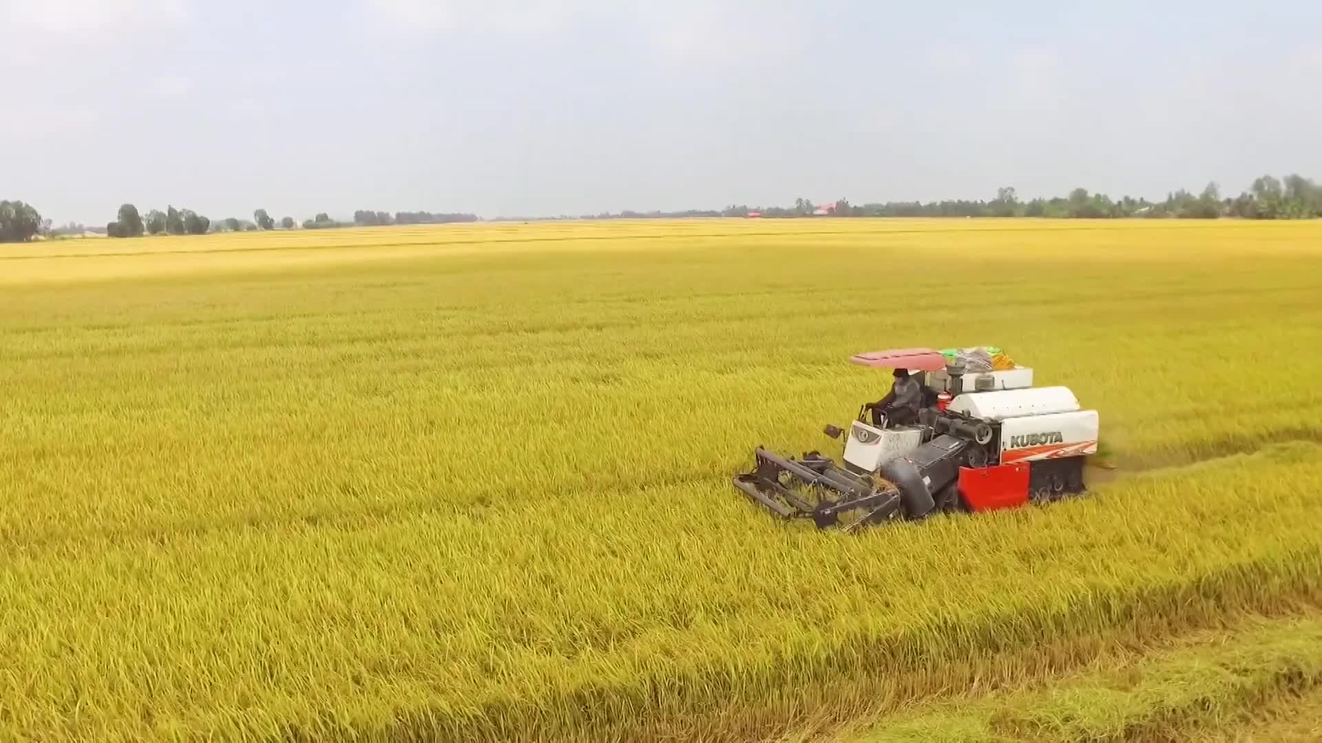 Giá lúa gạo hôm nay 27/11 và tổng kết tuần qua: Giá gạo nội địa, xuất khẩu liên tục tăng