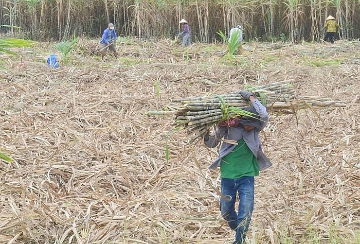 Để ngành mía đường không lao đao, cần thực thi nhiều giải pháp đồng bộ