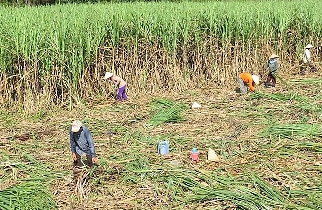 Để ngành mía đường không lao đao, cần thực thi nhiều giải pháp đồng bộ